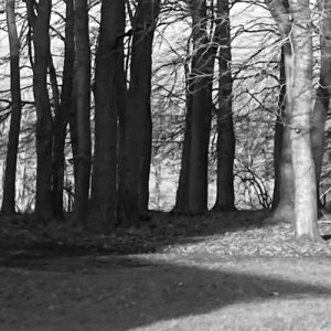 about 8 Bridget Tennent Trees in shadow